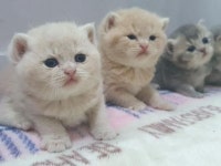 캣파라다이스 일산점