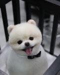 개이뿌개