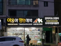 야옹아멍멍해봐황산애견점
