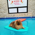 코코앤몽 펫카페