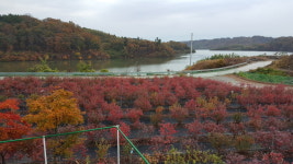 산호수블루베리 농장