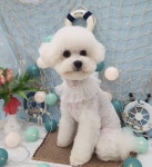 꼼꼼애견미용실