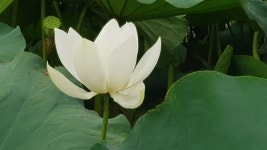 지리산연꽃마을