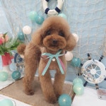 꼼꼼애견미용실