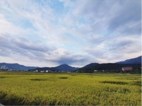 보니소네트