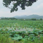 보니소네트