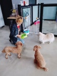 애견보육센터 하늘개린이집
