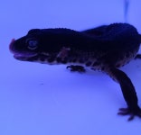 더 해인