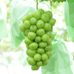 미향농원  일미리몰