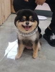 호야펫살롱