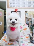 복터진강아지
