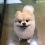 핫독