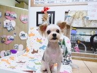 복터진강아지