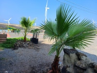 해난디아장카페