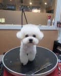 강아지song