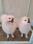 멍멍