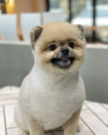 그루메이트