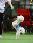 브루하하 [애견운동장,애견카페]