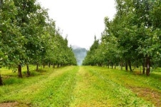 청송황금사과원