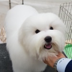 글로리폭스