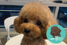 카페몽몽