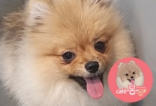 카페몽몽