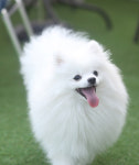 브루하하 [애견운동장,애견카페]