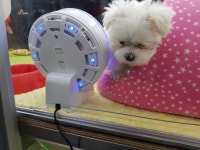 야옹아멍멍해봐황산애견점