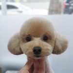 솔펫살롱