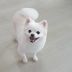 솔펫살롱