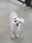 솔펫살롱