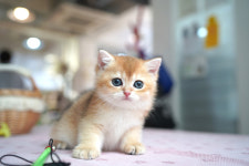 강남고양이분양 캣프렌즈