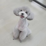 솔펫살롱