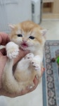 강남고양이분양 캣프렌즈