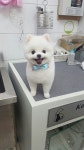 오도Dog펫살롱