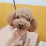 오도Dog펫살롱