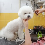오도Dog펫살롱