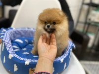 이소퍼피 강아지 남양주점
