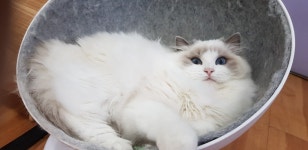 신비돌스 랙돌캐터리