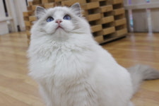 신비돌스 랙돌캐터리