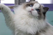 신비돌스 랙돌캐터리