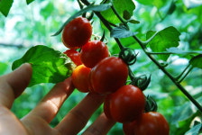 진주텃밭협동조합 초전점