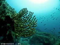 조이풀다이브리조트