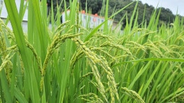 덕천정미소