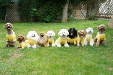 퍼피스프링 일산점