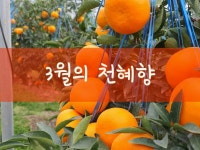 사랑꽃감귤농장