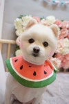 핫dog