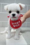 핫dog
