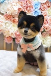 핫dog