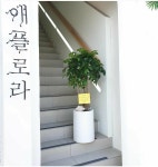 애플로라